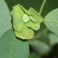 Phyllanthus quadrangularis Willd.